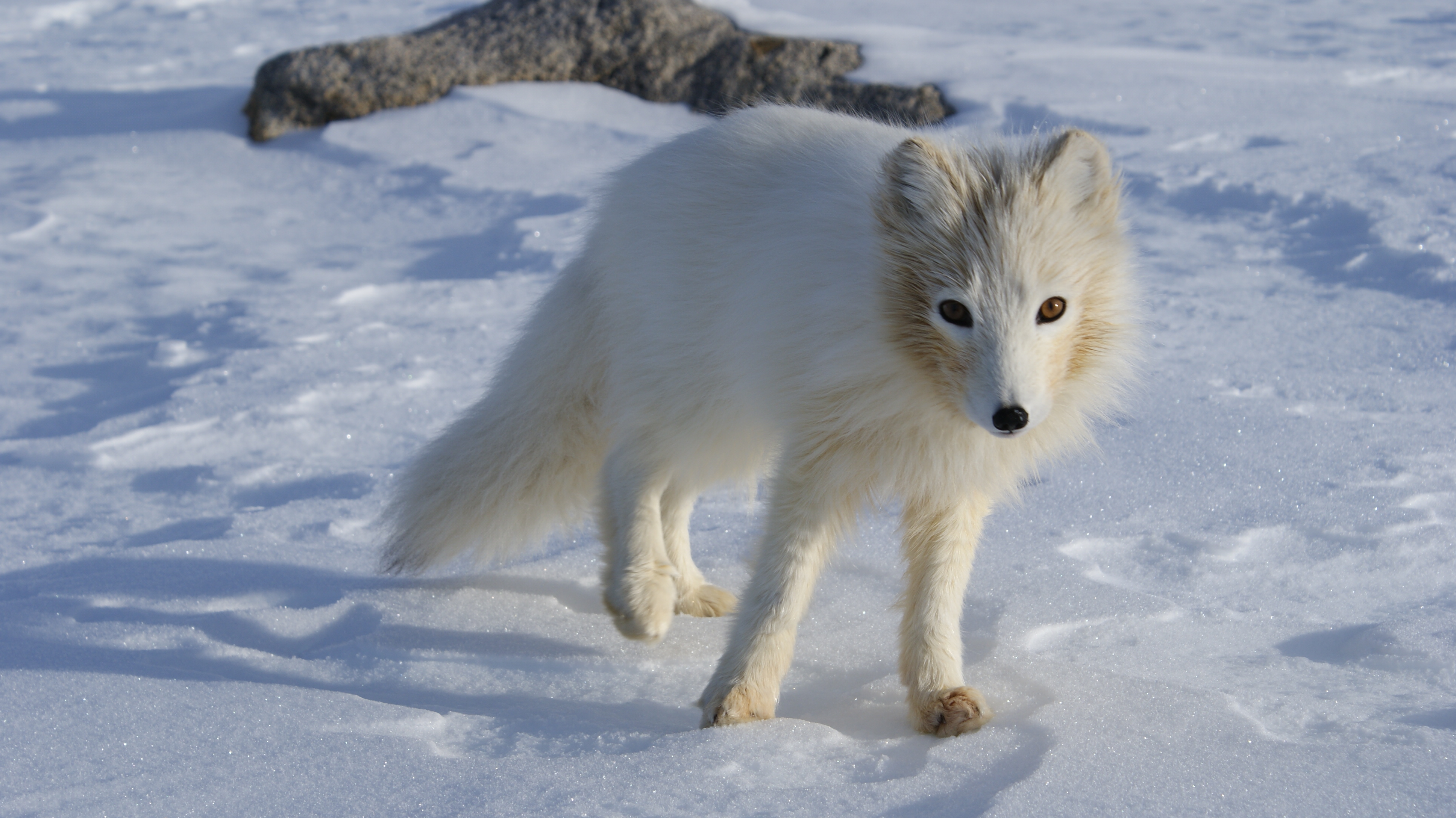 Arctic Fox 5 