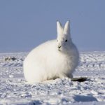 Arctic Hare