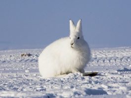 Arctic Hare