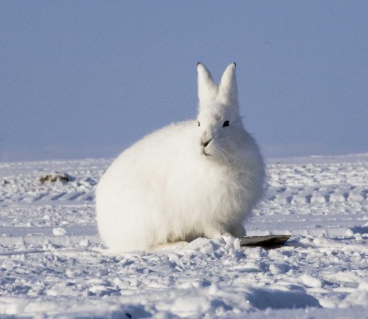 Arctic Hare