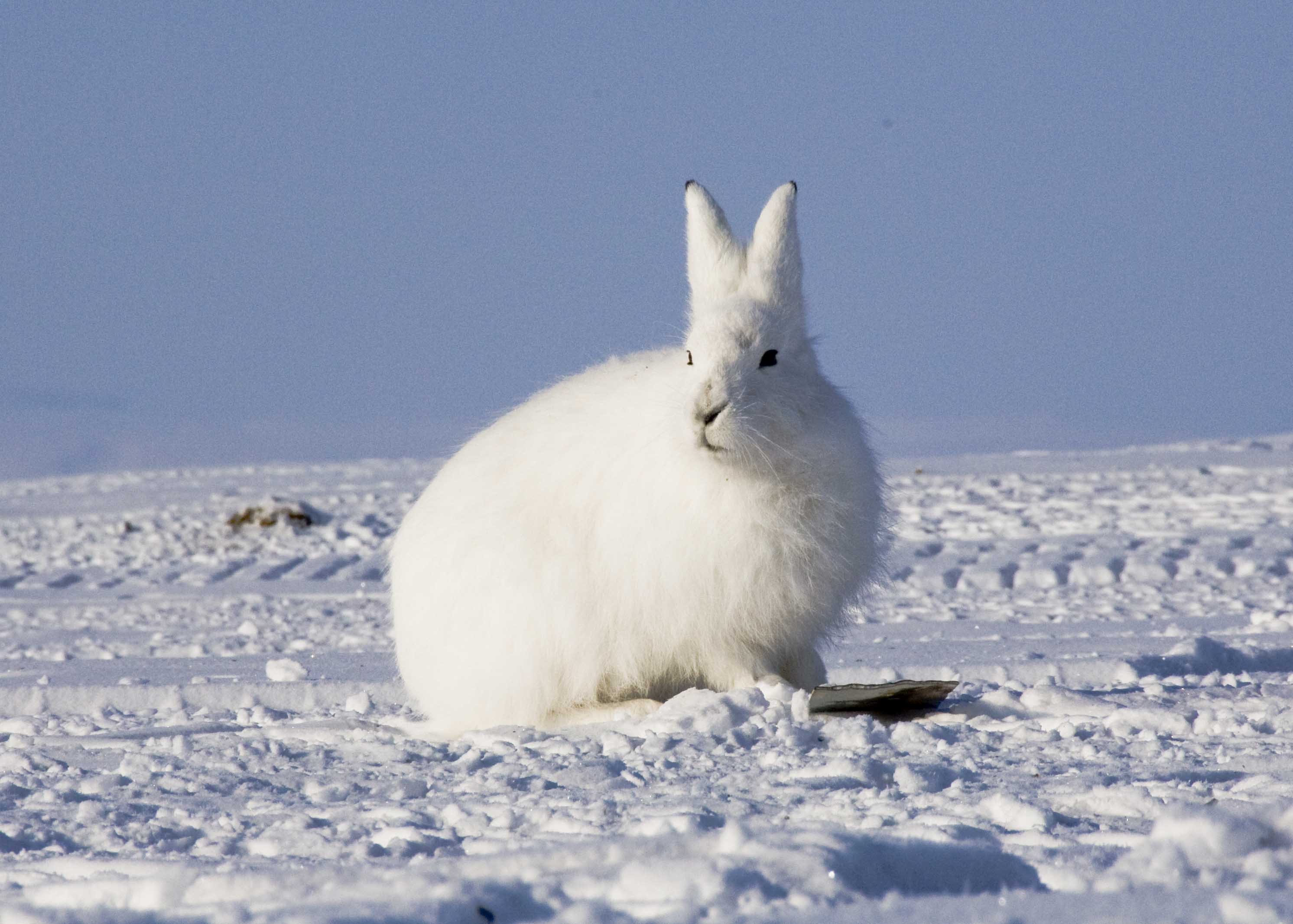 Arctic Hare - Pictures, Diet, Breeding, Life Cycle, Facts, Habitat,  Behavior | Animals Adda