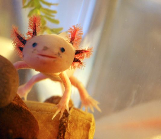Axolotl