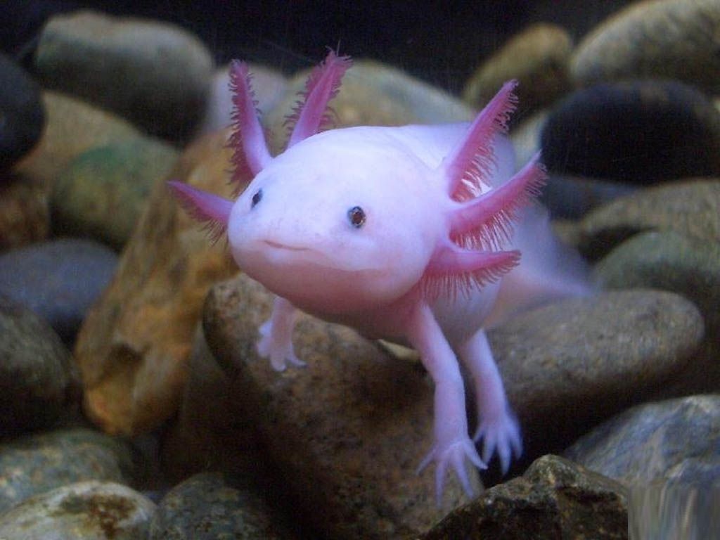 Axolotl-7.jpg