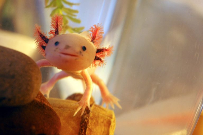 Axolotl