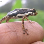 African Tree Toad