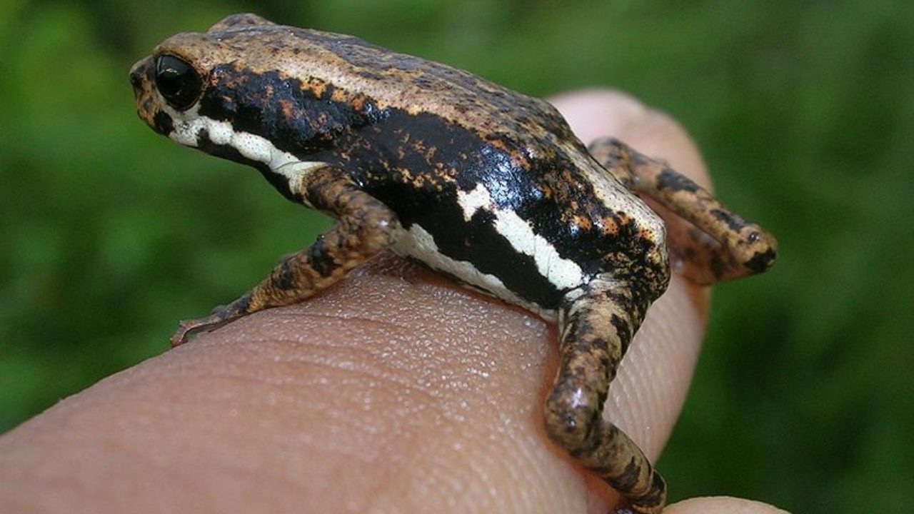 Výsledek obrázku pro African Tree Toad