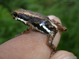 African Tree Toad