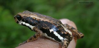 African Tree Toad