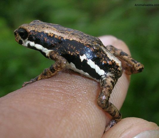 African Tree Toad