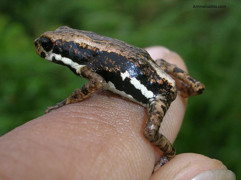 African Tree Toad