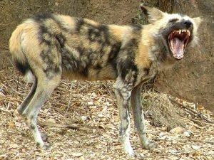 African Wild Dog : Facts, Pictures, Habitat