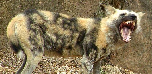 African Wild Dog