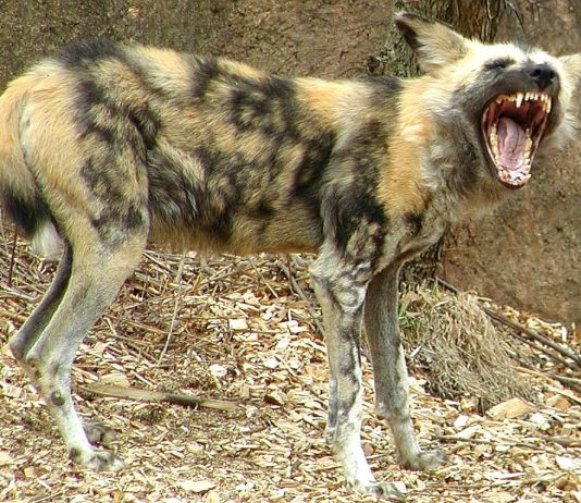 African Wild Dog