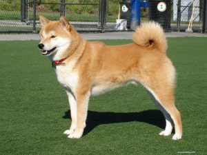 Ainu Dog – Facts, Characteristics & Temperament