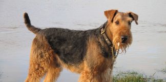 Airedale Terrier