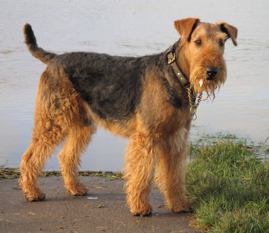 Airedale Terrier