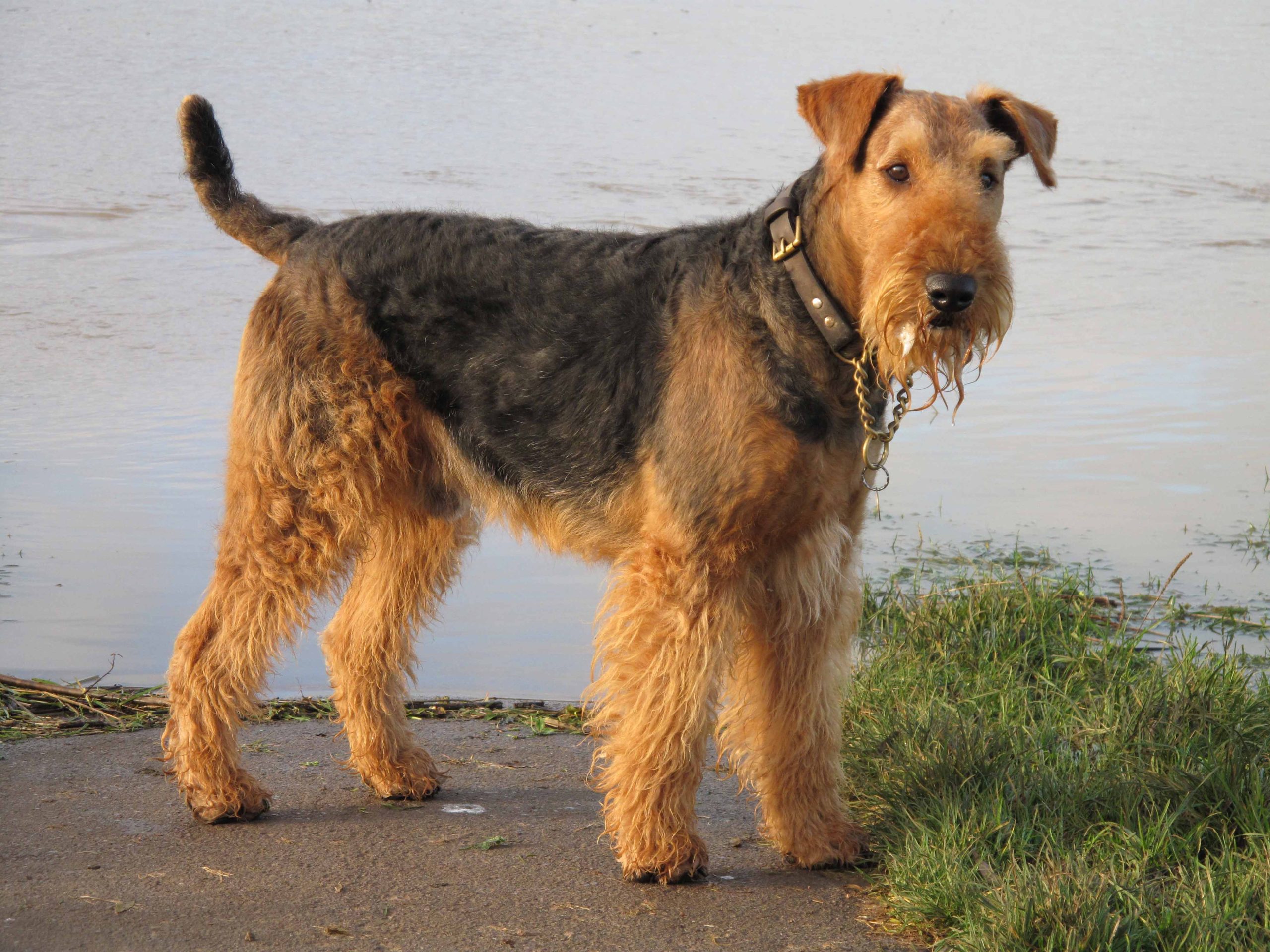 how many coats does an airedale terrier have