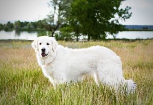 Akbash Dog : Puppy, Price, Breed Information