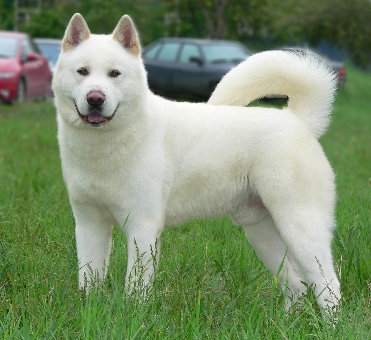 white akita puppy