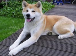 Akita