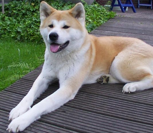 Akita