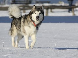 Alaskan Malamute