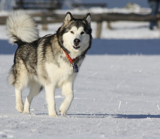 Alaskan Malamute