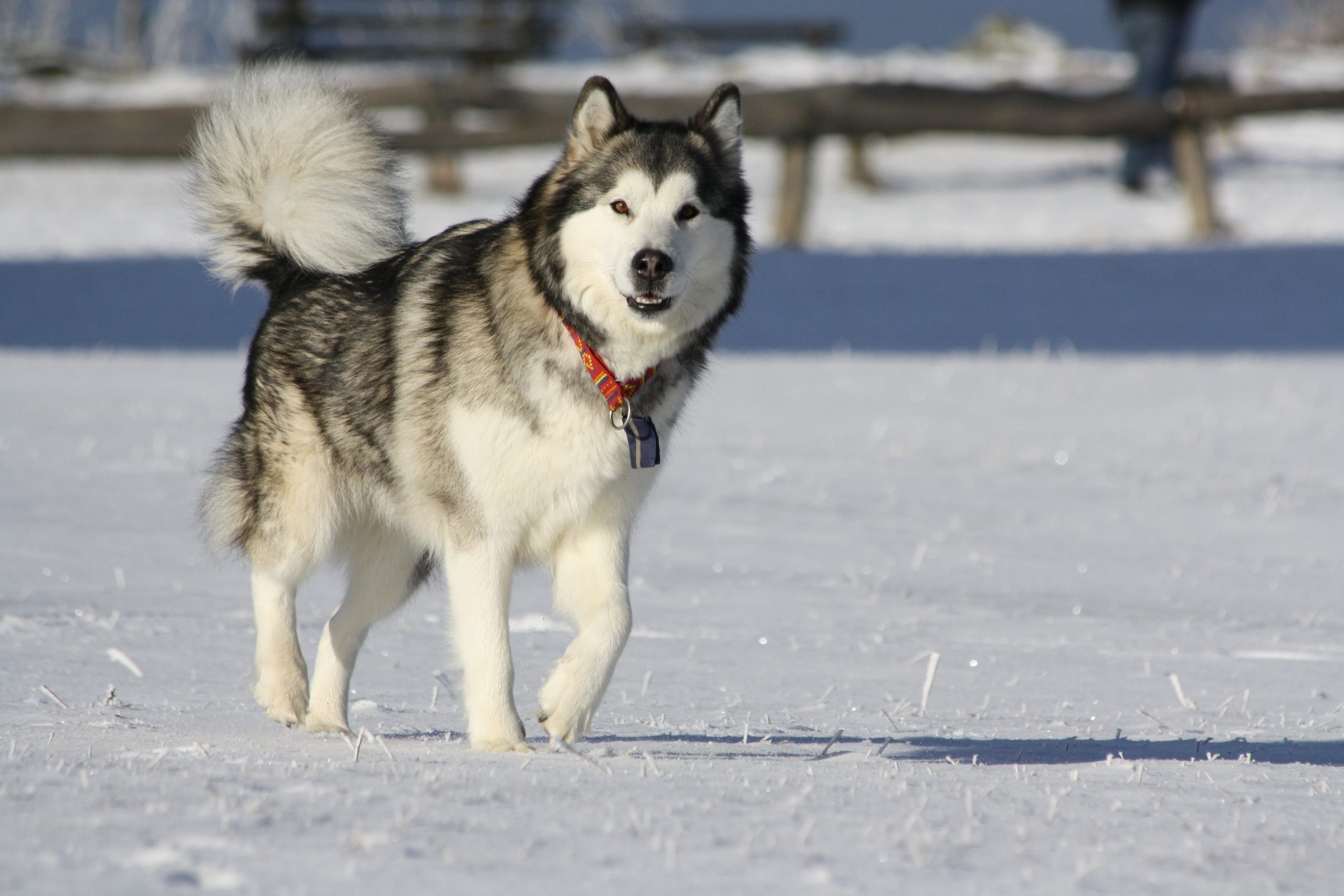 can a alaskan malamute eat slim jim