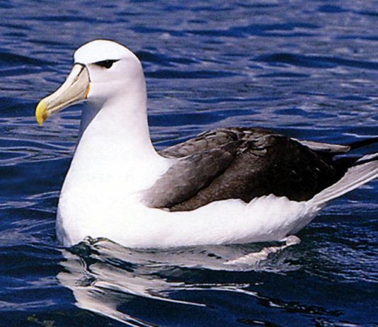 Albatross