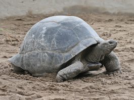 Aldabra Giant Tortoise