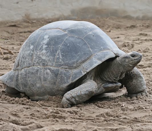 Aldabra Giant Tortoise