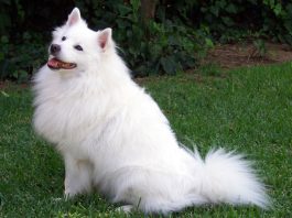 American Eskimo Dog