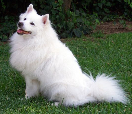 American Eskimo Dog