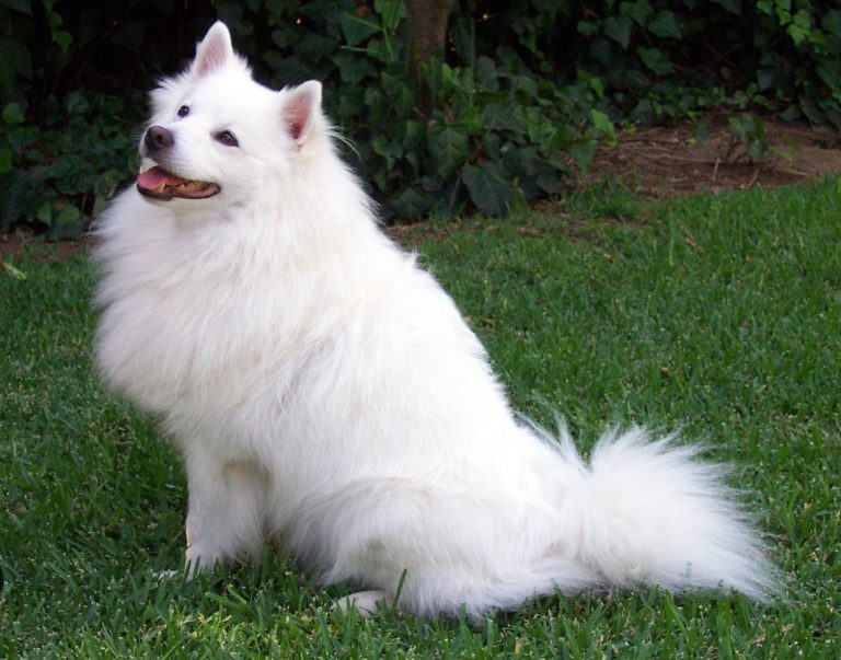 American Eskimo Dog