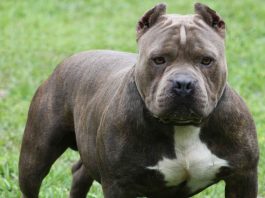 American Pit Bull Terrier