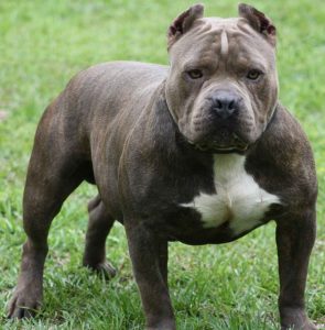 American Pit Bull Terrier – Dog Breed Information