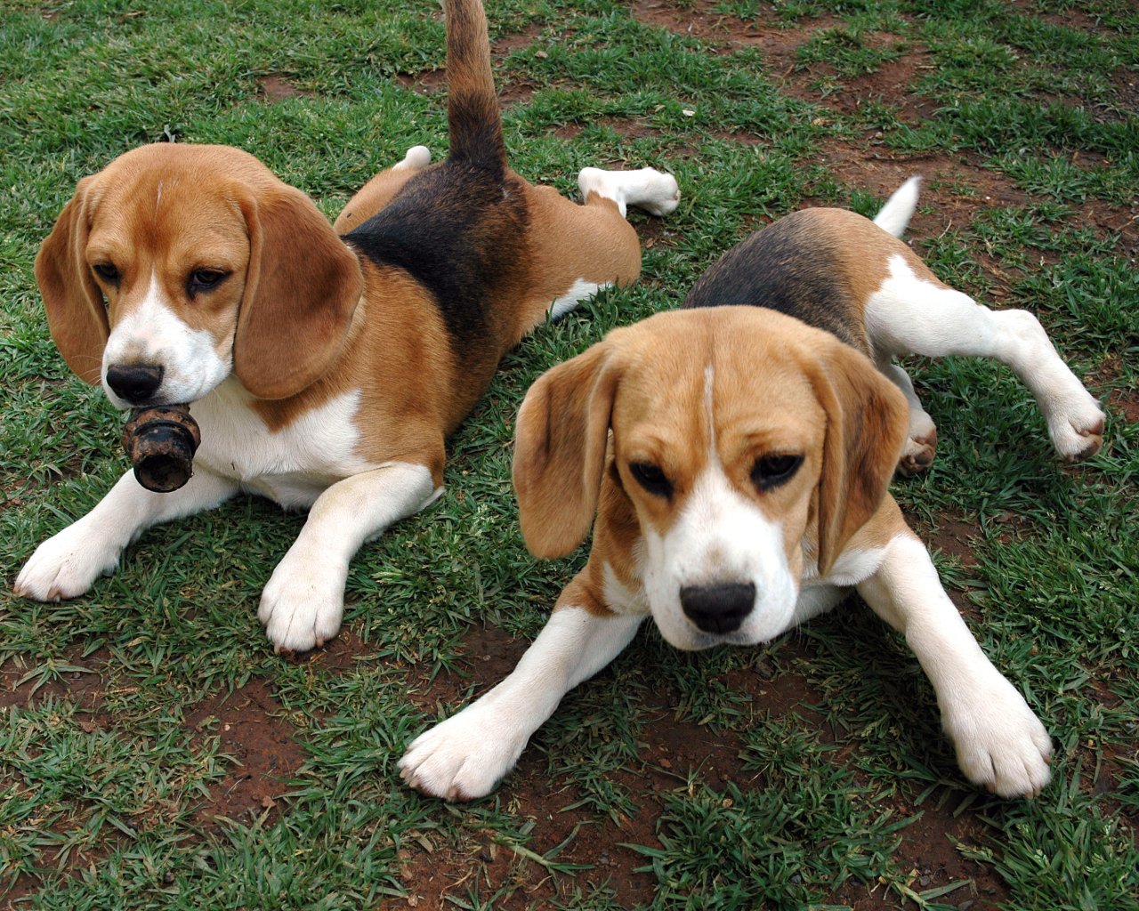 American Foxhound Puppies Price Breeding Facts Temperament Habitat Animals Adda