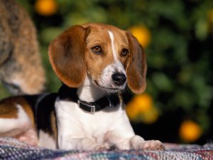 American Foxhound – Dog Breed Information