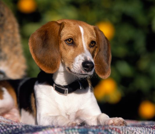 American Foxhound
