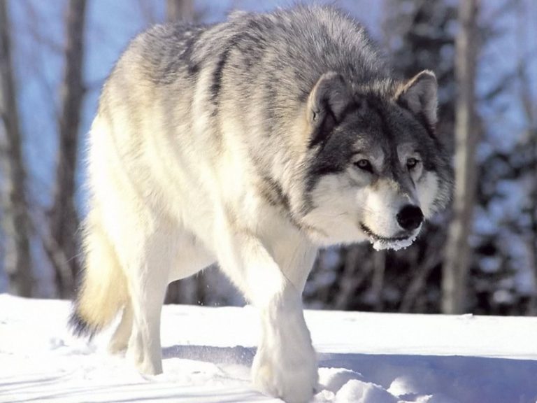 Arctic Wolf