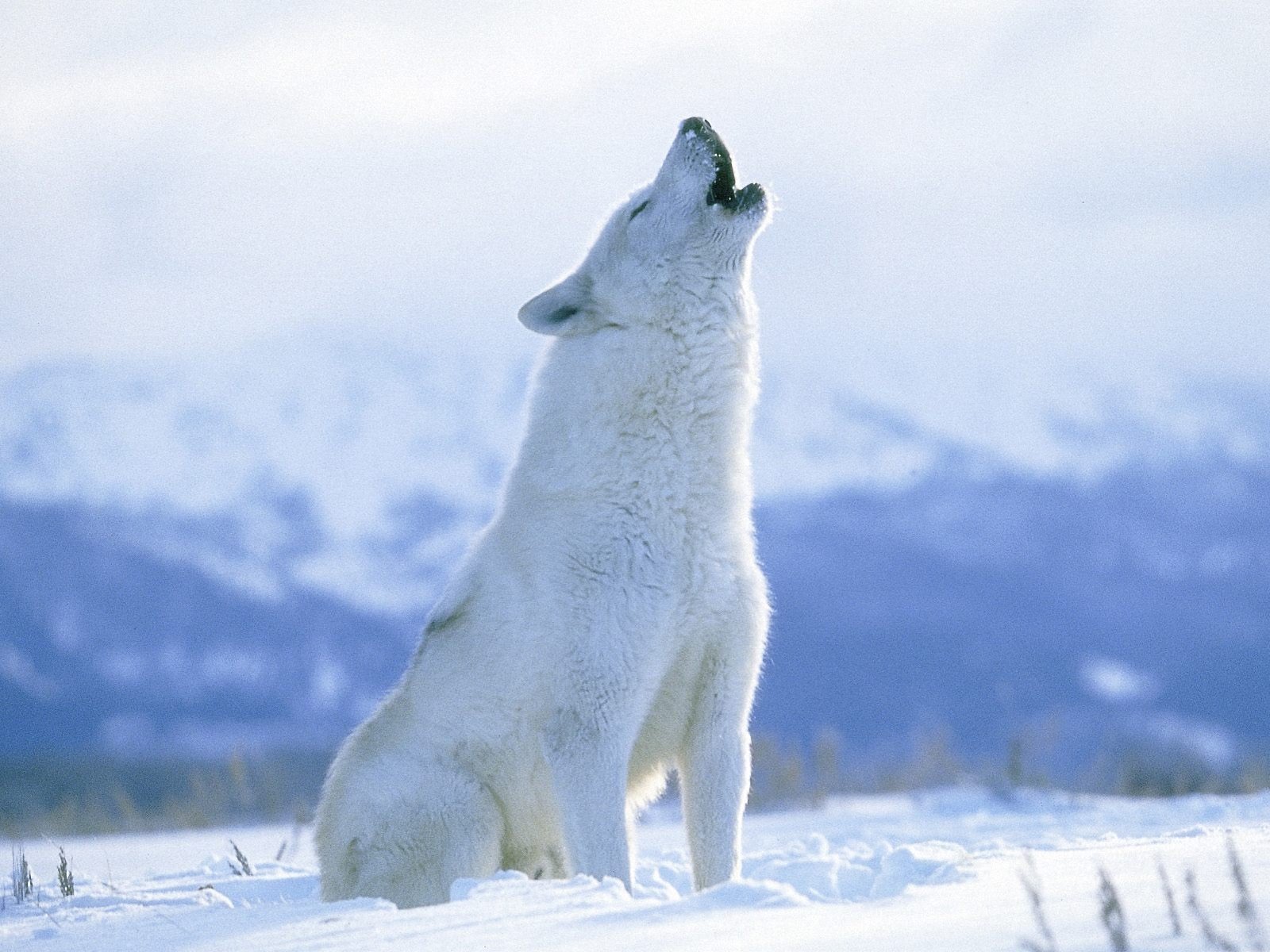 tundra wolf vs arctic wolf Arctic wolf