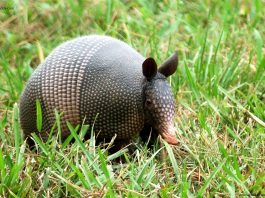 Armadillo