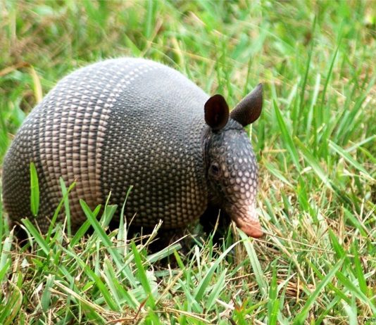 Armadillo