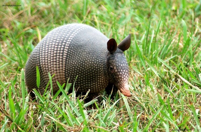 Armadillo