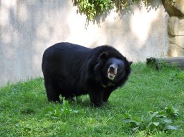 Asian Black Bear