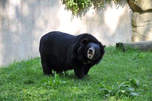 Asian Black Bear – Facts, Diet, Habitat, Weight