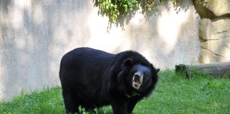 Asian Black Bear