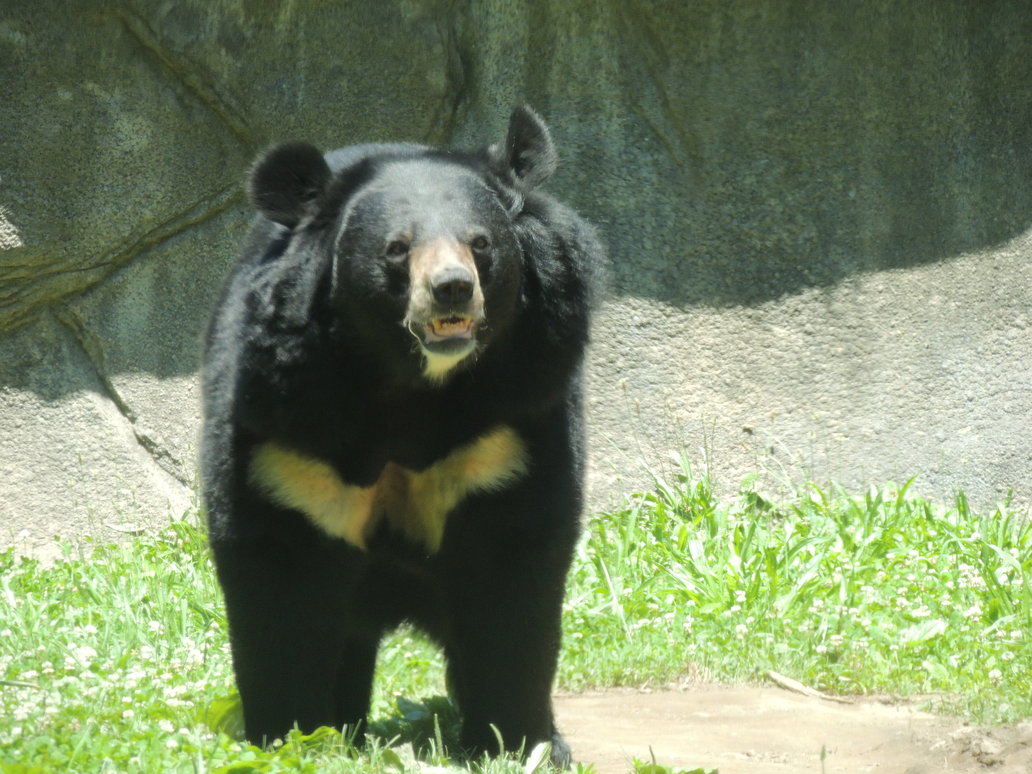 Asian Black Bear 4