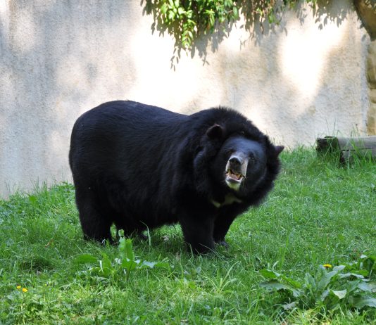 Asian Black Bear