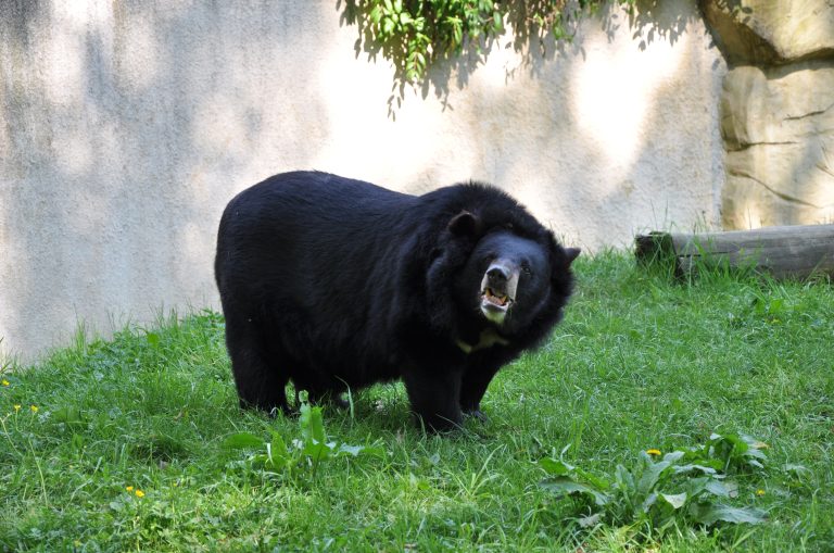 Asian Black Bear